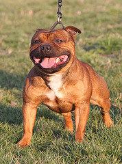 camada de staffordshire bullterrier