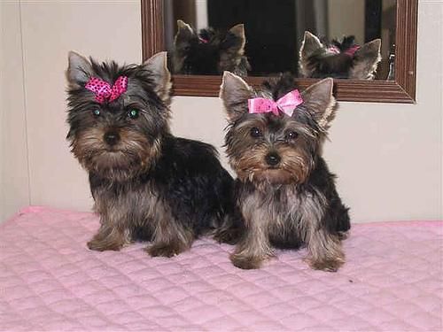 Dos cachorros de Yorkie