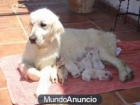 GOLDEN RETRIEVER - mejor precio | unprecio.es