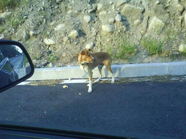 Perro abandonado en la carretera.