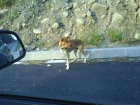 Perro abandonado en la carretera. - mejor precio | unprecio.es