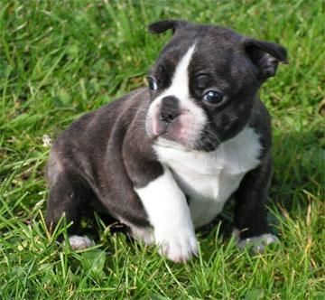 Preciosos cachorros de Bulldog Frances