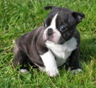 Preciosos cachorros de Bulldog Frances - mejor precio | unprecio.es