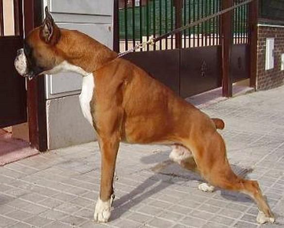 boxer cachorros dorados y atigrados