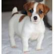 El Jack Russell Terrier