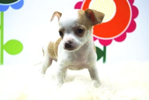 HEMBRAS Y MACHOS DISPONIBLES -_-_- CHIHUAHUA  _www.animalflower.com _  TE ASESORAMOS SOBRE TU CACHORRITOS