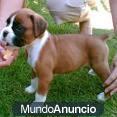 Obtener un cachorro boxer hoy.