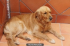 Preciosos cachorros Golden Retriever - mejor precio | unprecio.es