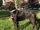 Randy,setter de 7 meses en adopcion urgente - mejor precio | unprecio.es