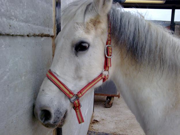 vendo caballo docil . blanco 671 551 931