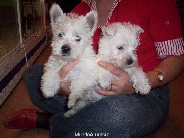 WESTHIGLAND WHITE TERRIER, perros, cachorros, criadero, venta.