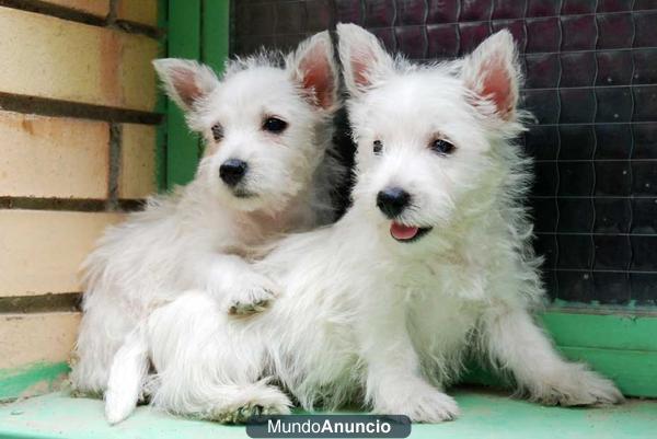 Oferta Navideña, cachorros de West Higland