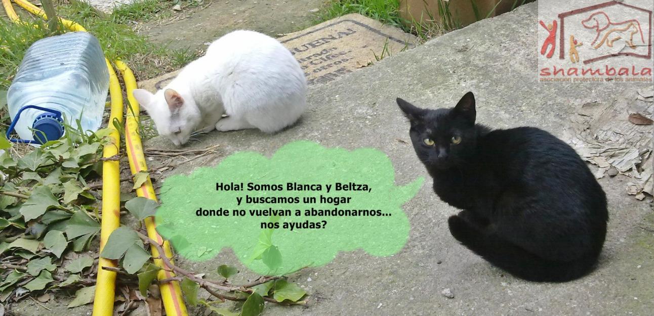 Blanca y beltza, gatitas que se dan juntas en adopción