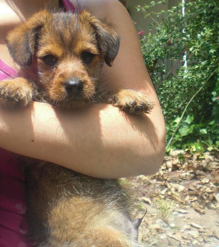 Cachorro tamaño mediano