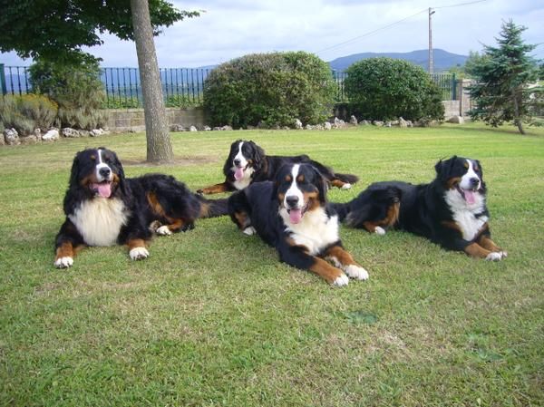 cachorros boyeros de berna