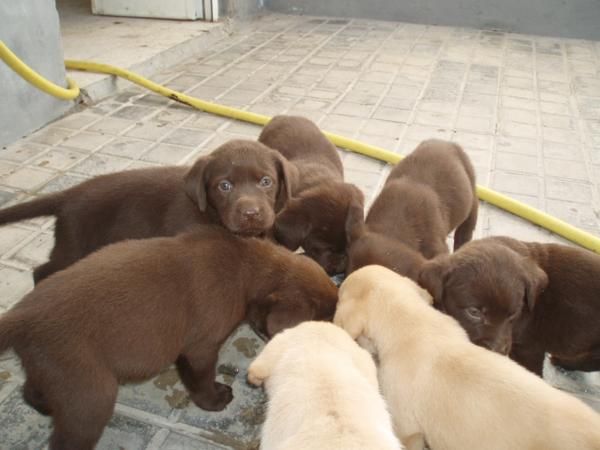 cachorros chocolate con pedigree