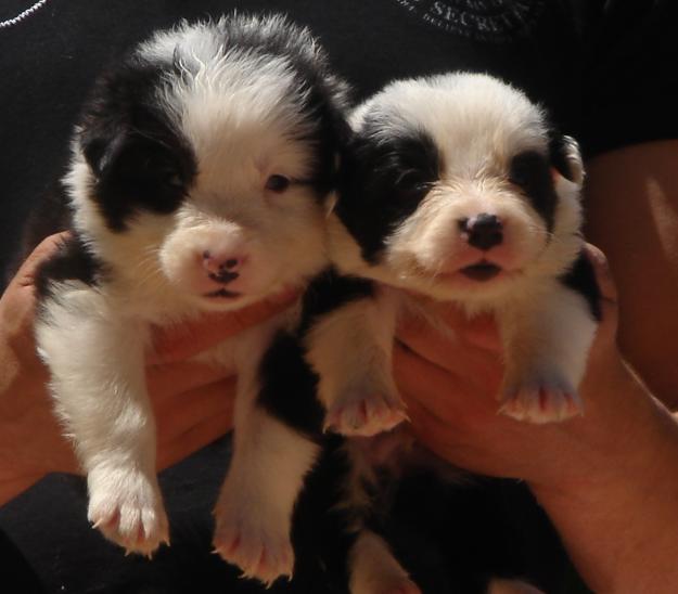 Cachorros de Border collie