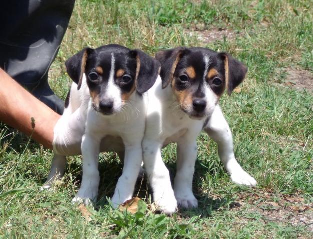 CACHORROS DE JACK RUSSELL