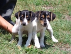 CACHORROS DE JACK RUSSELL - mejor precio | unprecio.es