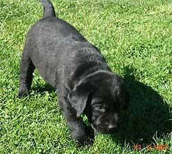 cachorros de LABRADOR con PEDIGREE 280