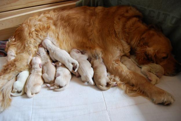 cachorros golden retriever