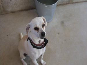 Copito muñequito blanco de tamaño pequeño y tan solo un añito