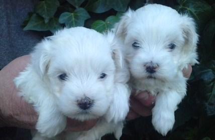 excelentes ejemplares de bichon maltes