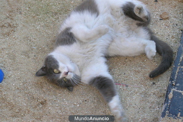 Gatita en adopción