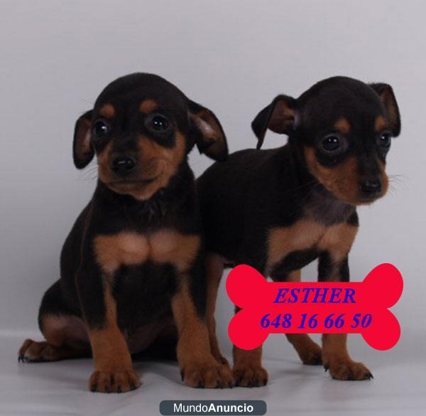 Mini Pincher en venta cachorros