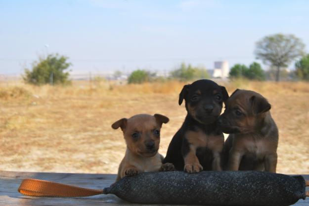 MINI PINSCHER CON 2 MESES EXCELENTES MACHOS Y HEMBRAS PARA ENTRGAR