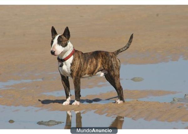 Regalamos perro Bull Terrier