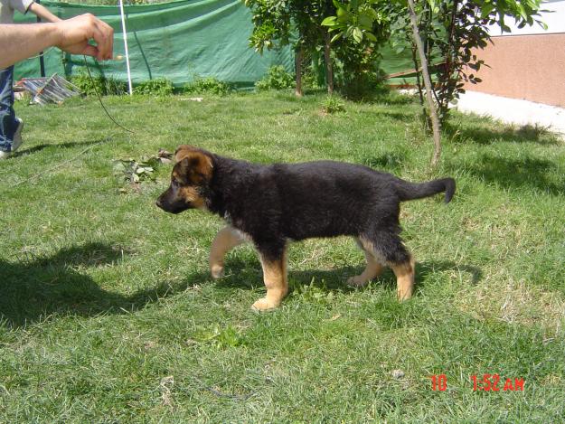 ULTIMOS CACHORROS DE PASTOR ALEMAN