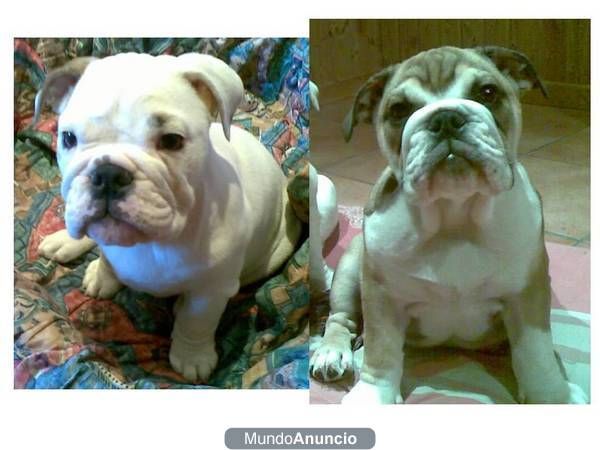 VENDO 2 HEMBRAS DE BULLDOG INGLES