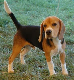 vendo beagle