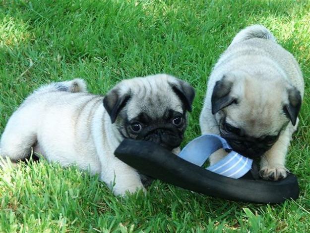 Cachorritos de Carlino