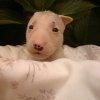 Cachorro de Mini Bull Terrier