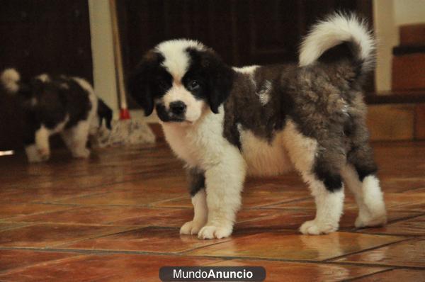 cachorro san bernardo