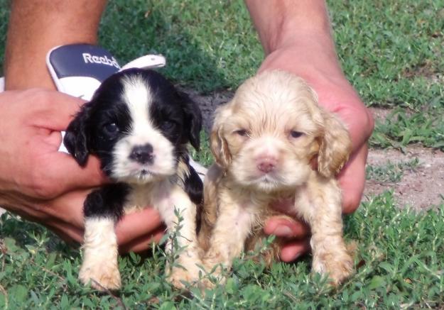 cachorros de cocker americano