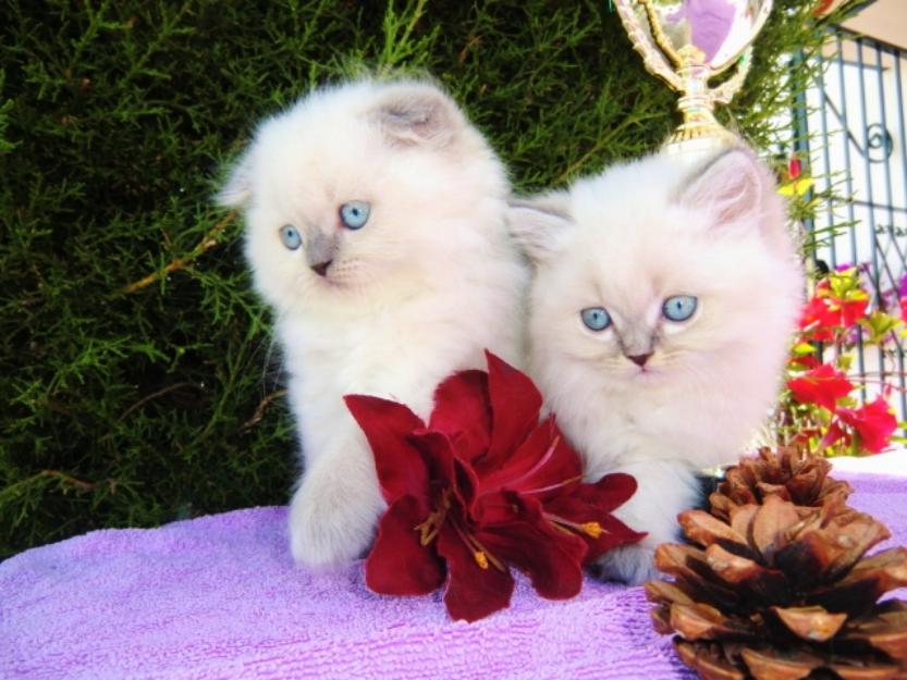 gatitos Scottish fold , British , lineas de Grandes Campeones