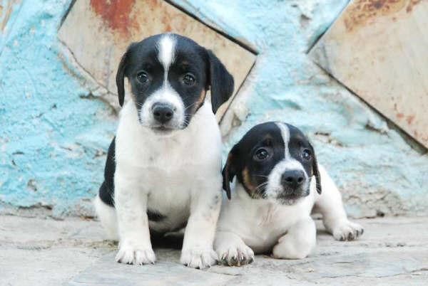 Jack rassell, increibles cachorros de pura raza