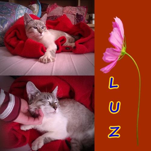 LUZ. Hermosa siames tabby point busca un hogar.