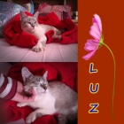 LUZ. Hermosa siames tabby point busca un hogar. - mejor precio | unprecio.es