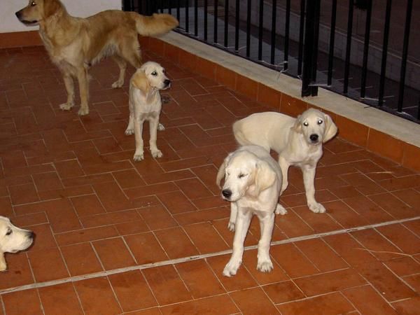 Oferta Golden Retriever machos desde 175