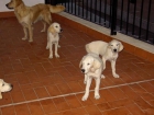 Oferta Golden Retriever machos desde 175 - mejor precio | unprecio.es