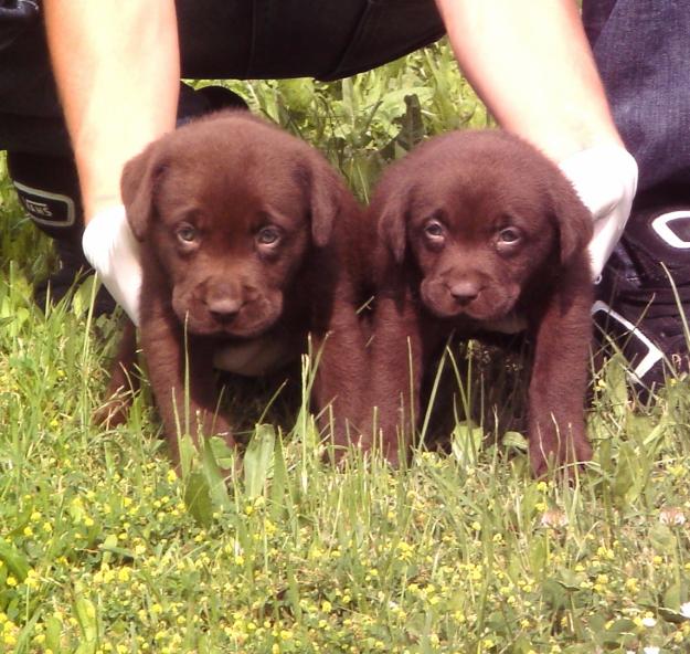 Preciosos cachorros de LABRADOR CREMA/CHOCO.