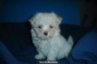 vendo bichon maltes miniatura - mejor precio | unprecio.es