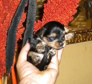 yorkshire terrier mini 400 euros con pedigree