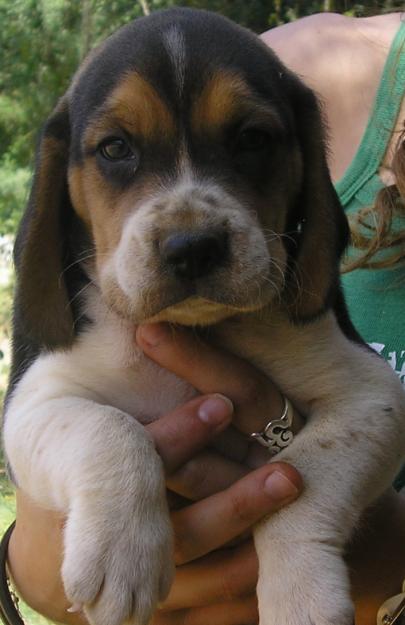 BEAGLES TRICOLORES PRECIOSOS