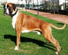 boxer para montas excelente pedigree hijo de campeones - mejor precio | unprecio.es