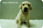 Cachorritos de Labrador, con una calidad excelente. - mejor precio | unprecio.es